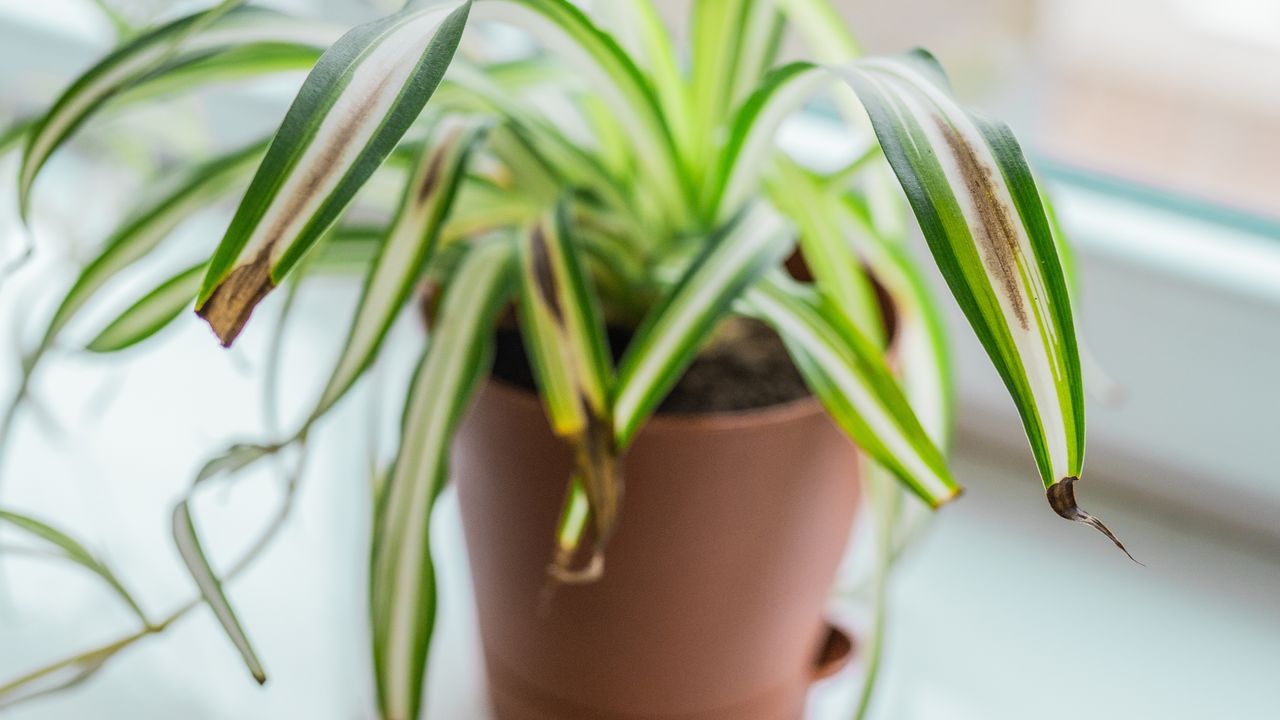 Why are my spider plant leaves turning brown? â 4 steps to revive them again