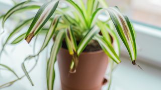 Spider plant with brown leaves