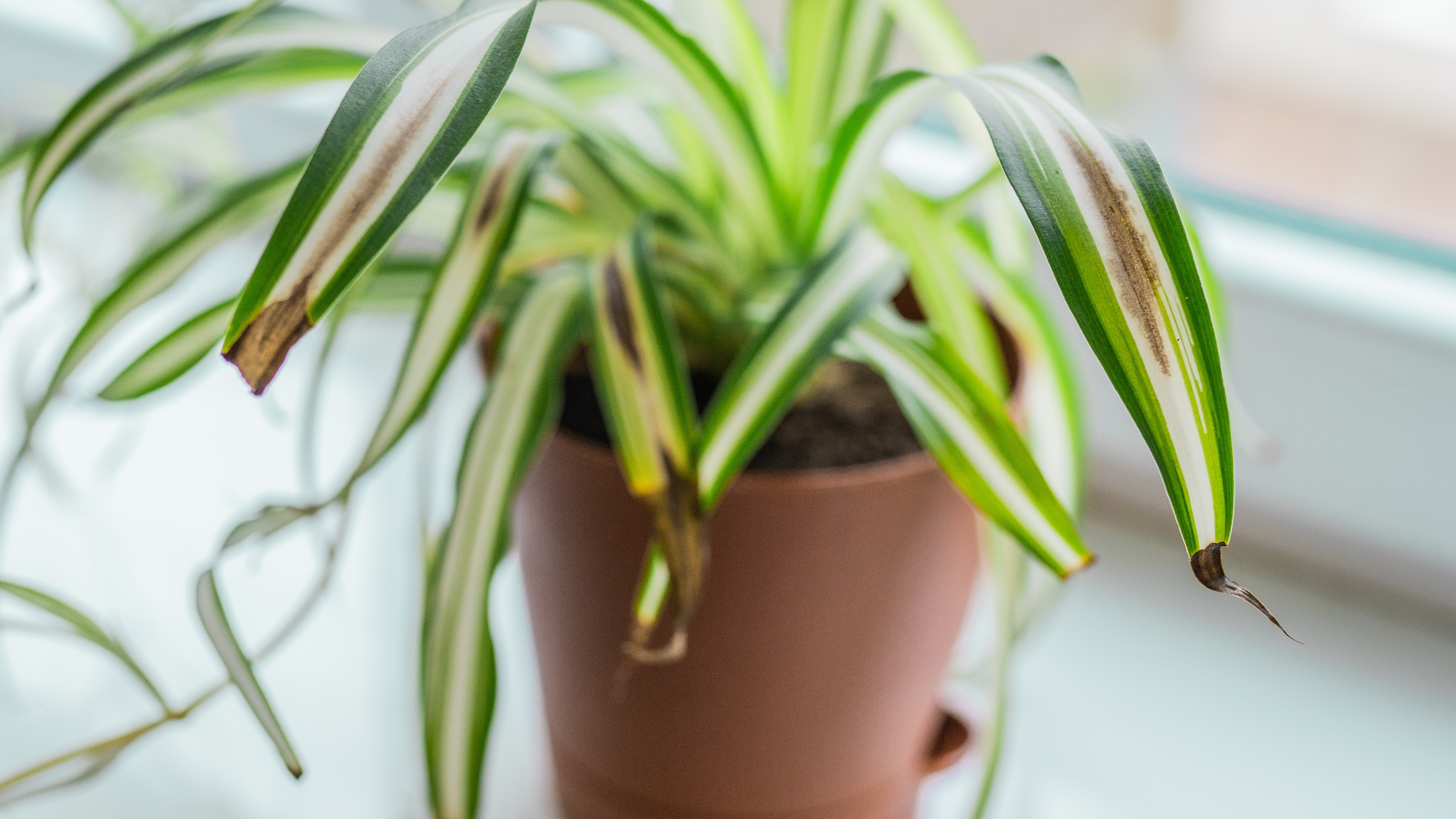 Spider plant with brown leaves