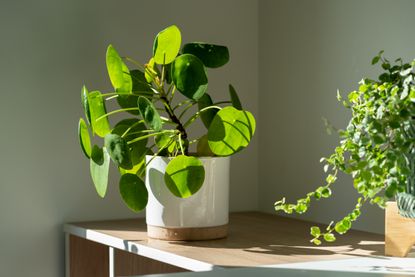 A houseplant in a white pot on a shelf in the sun