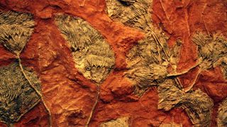 fossilized flowers on red sandstone from morocco