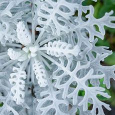 futuristic plants silver dusty miller growing in mixed border