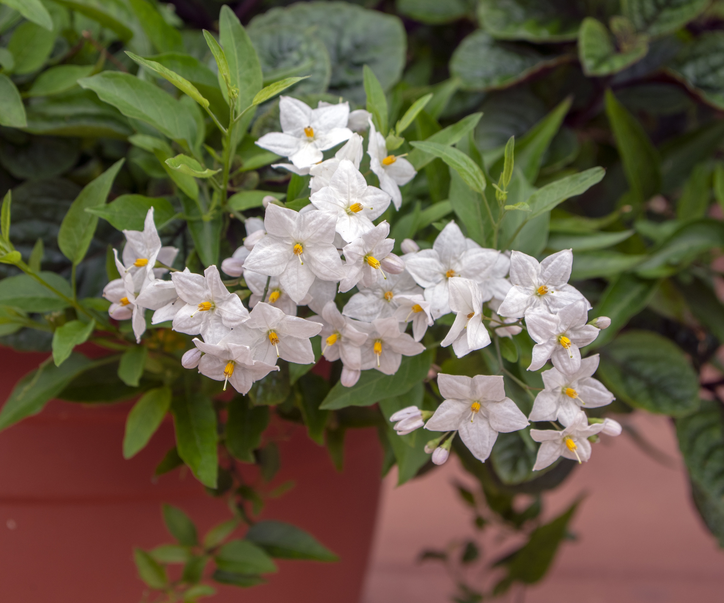 Potato vine growing in a pot