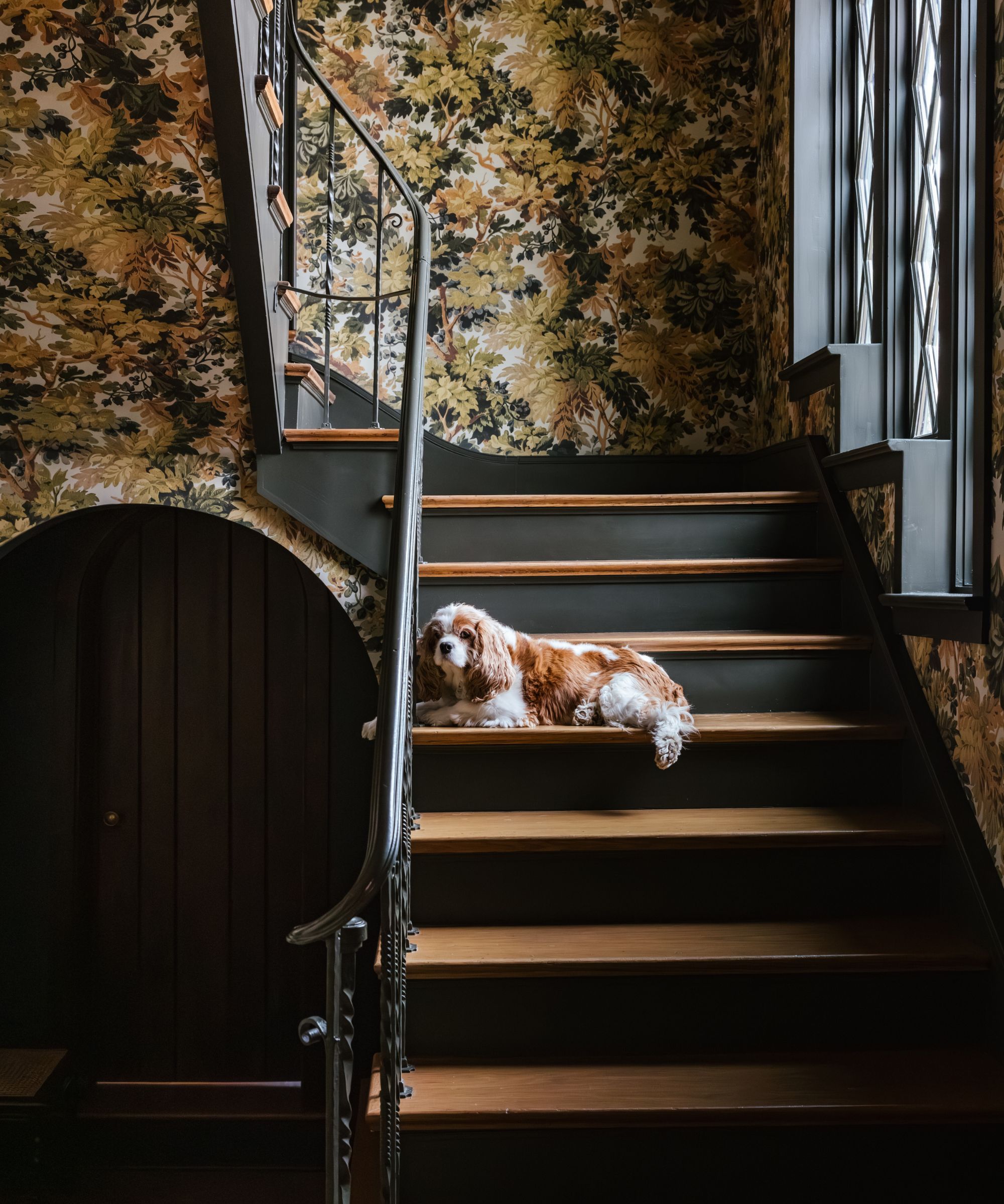 a blenheim cavalier king charles spaniel lying on the wooden staircase of a home with green a and orange leafy wallpaper