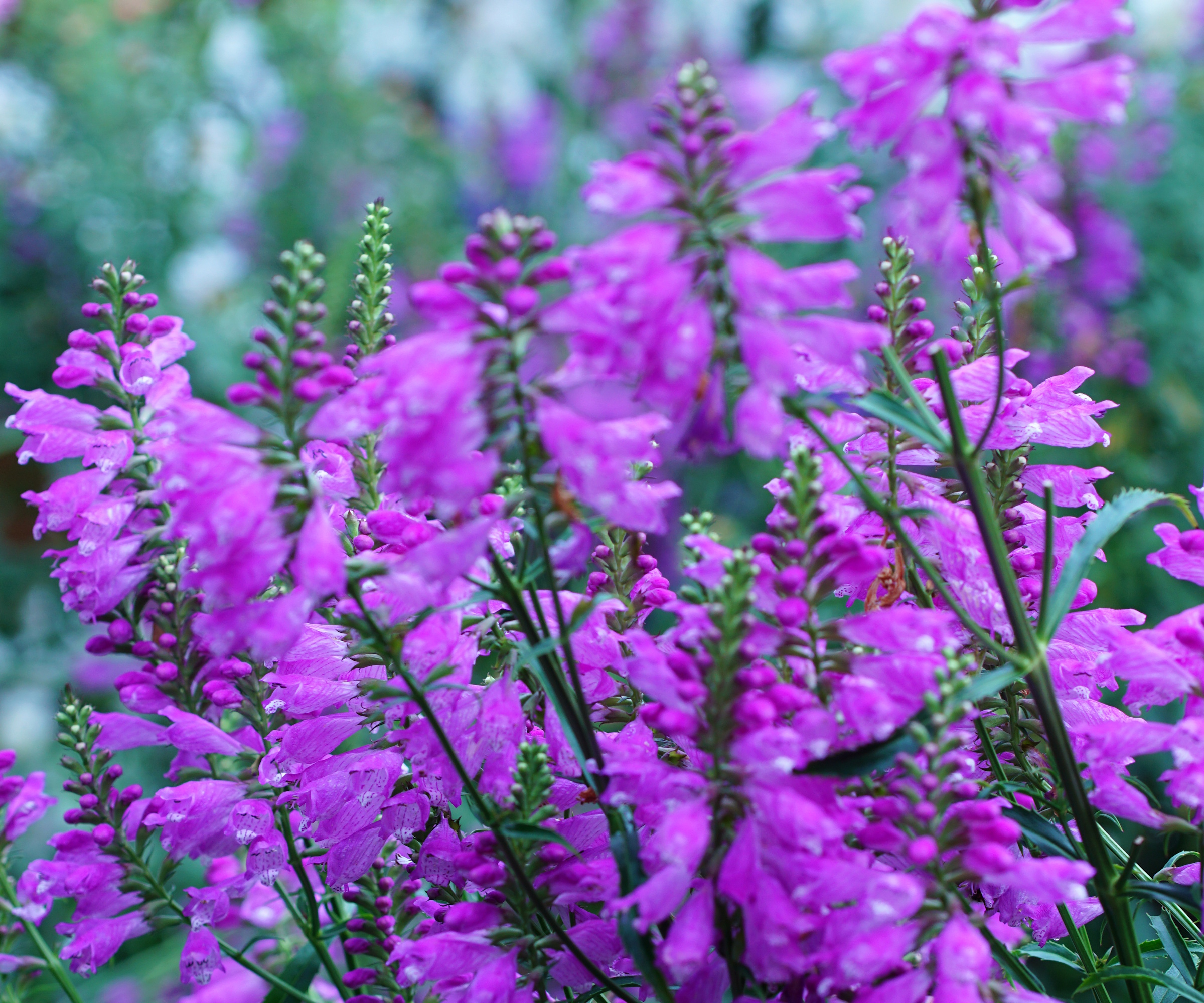 Obedient plant flowers