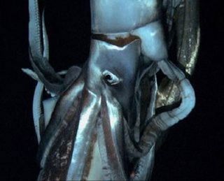 giant squid, rare images