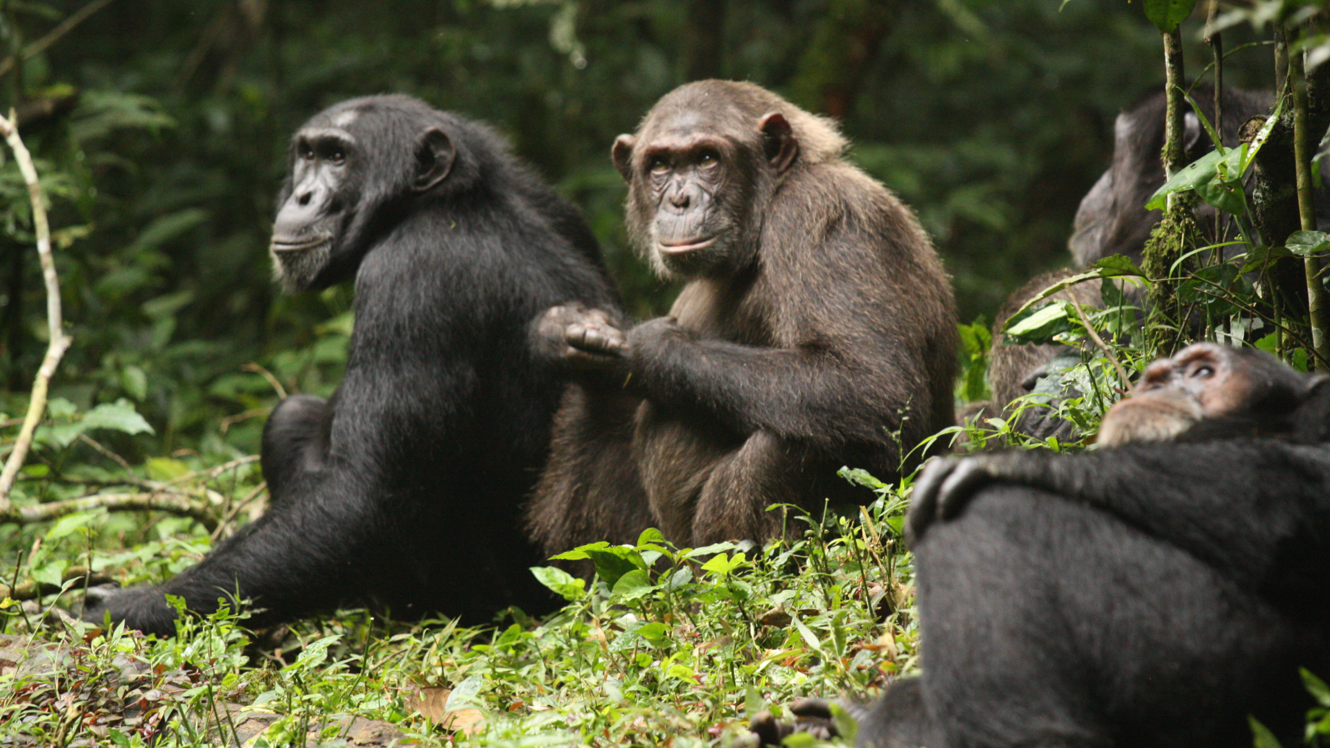 A pair of large black-furred chimps sit in lush green grass in the midst of a jungle landscape.