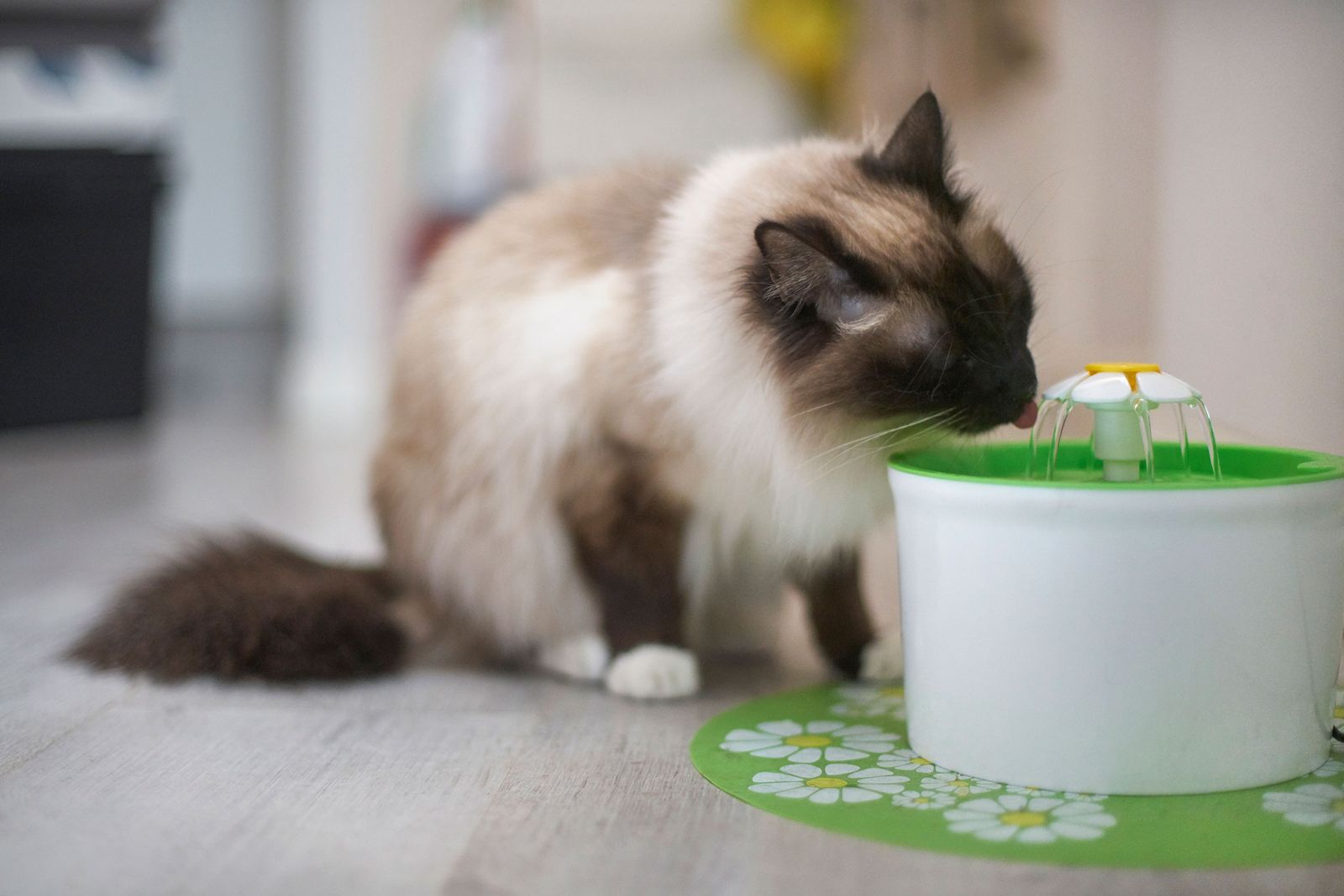 How to keep cats cool and hydrated in summer 10 ways to prevent