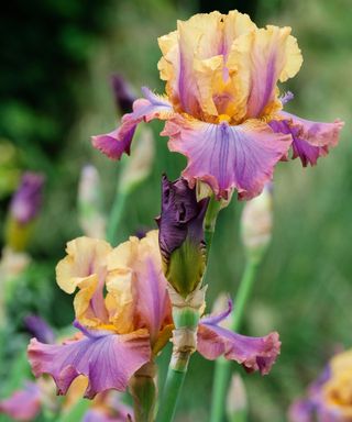 Tall bearded iris germanica 'Carnaby'