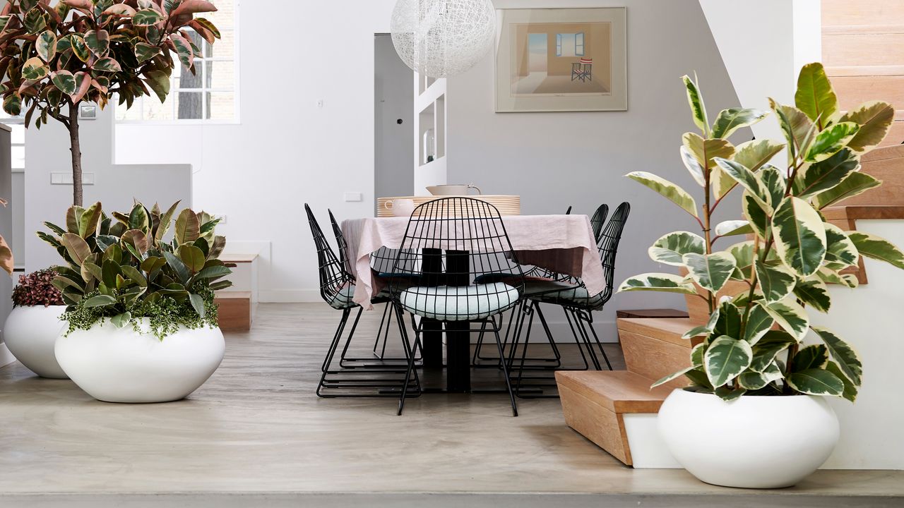 large plants in a modern dining space