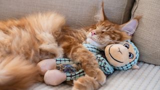 Maine Coon cat