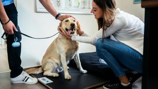 A labrador retriever being weighed while a woman strokes him