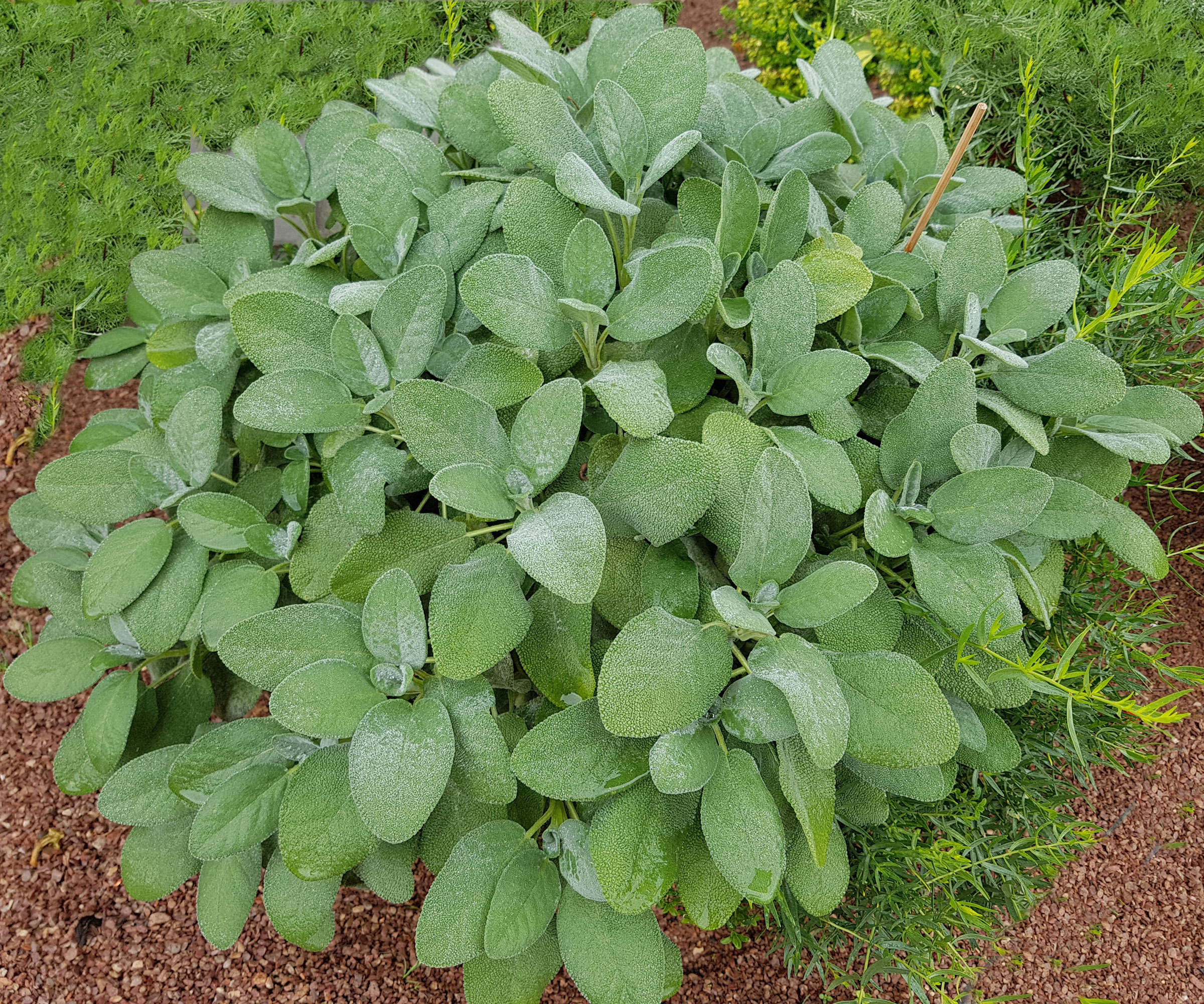 silver green sage broadleaf plant growing in backyard