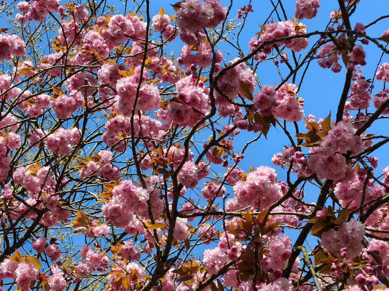 Oppo Reno 13 Pro camera sample