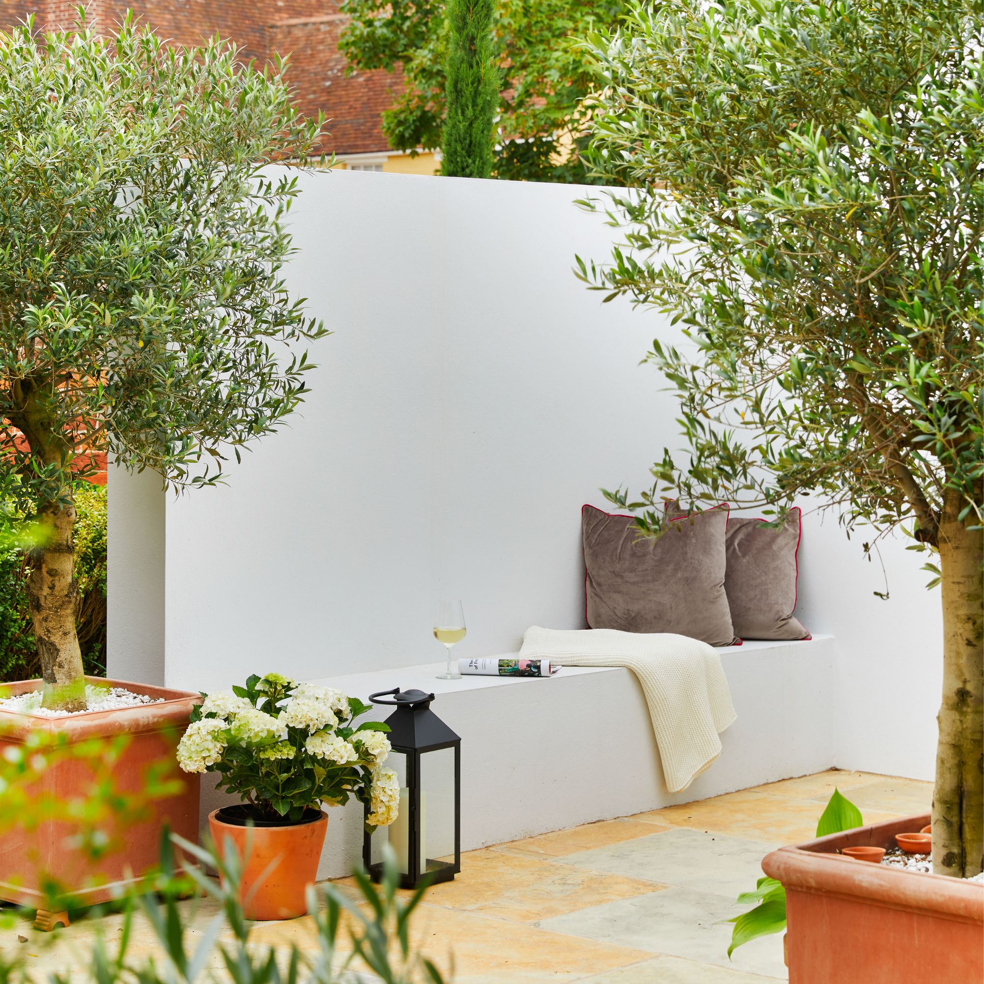 olive trees in Mediterranean garden