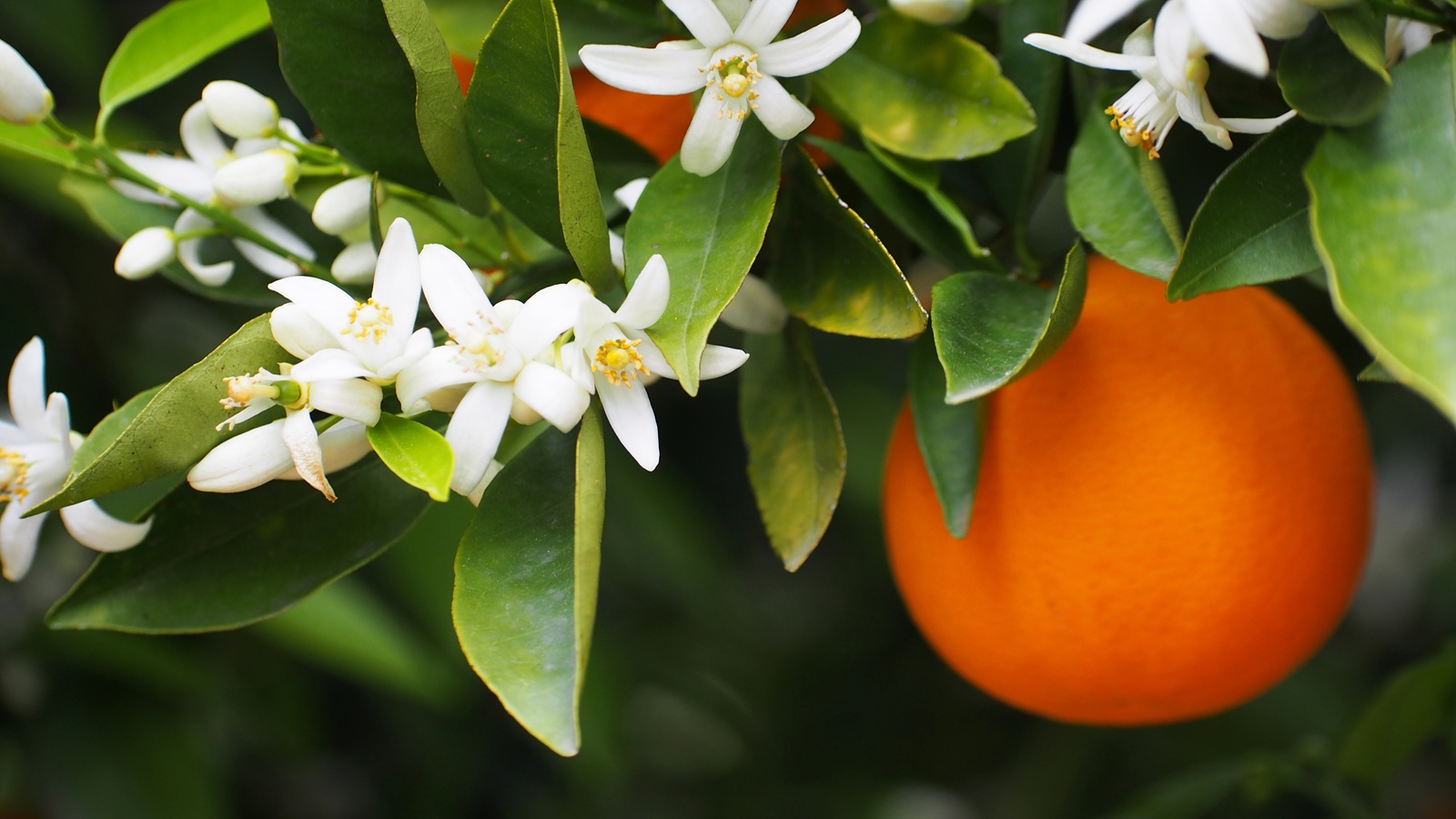 orange tree blossom