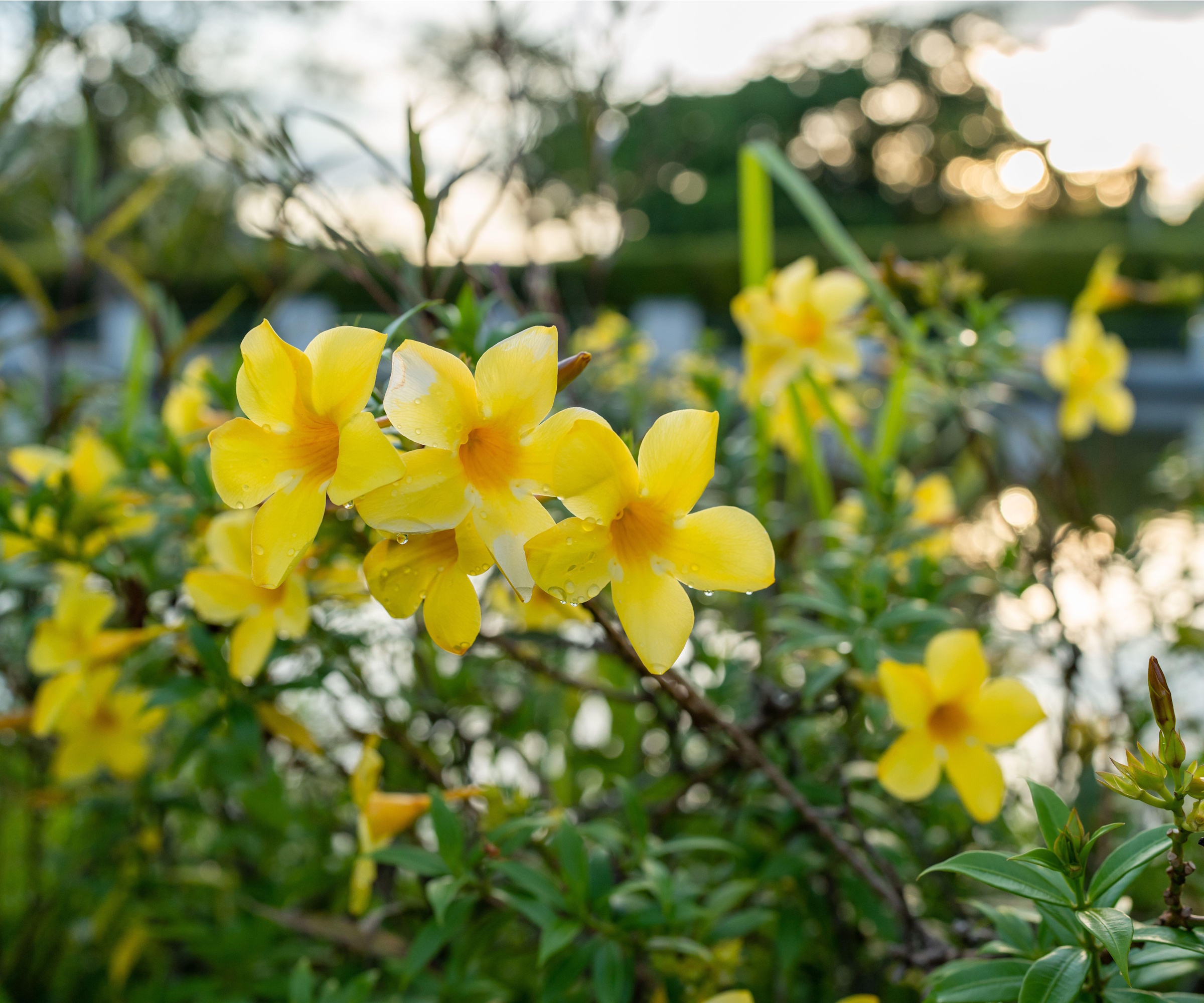 Yellow jessamine