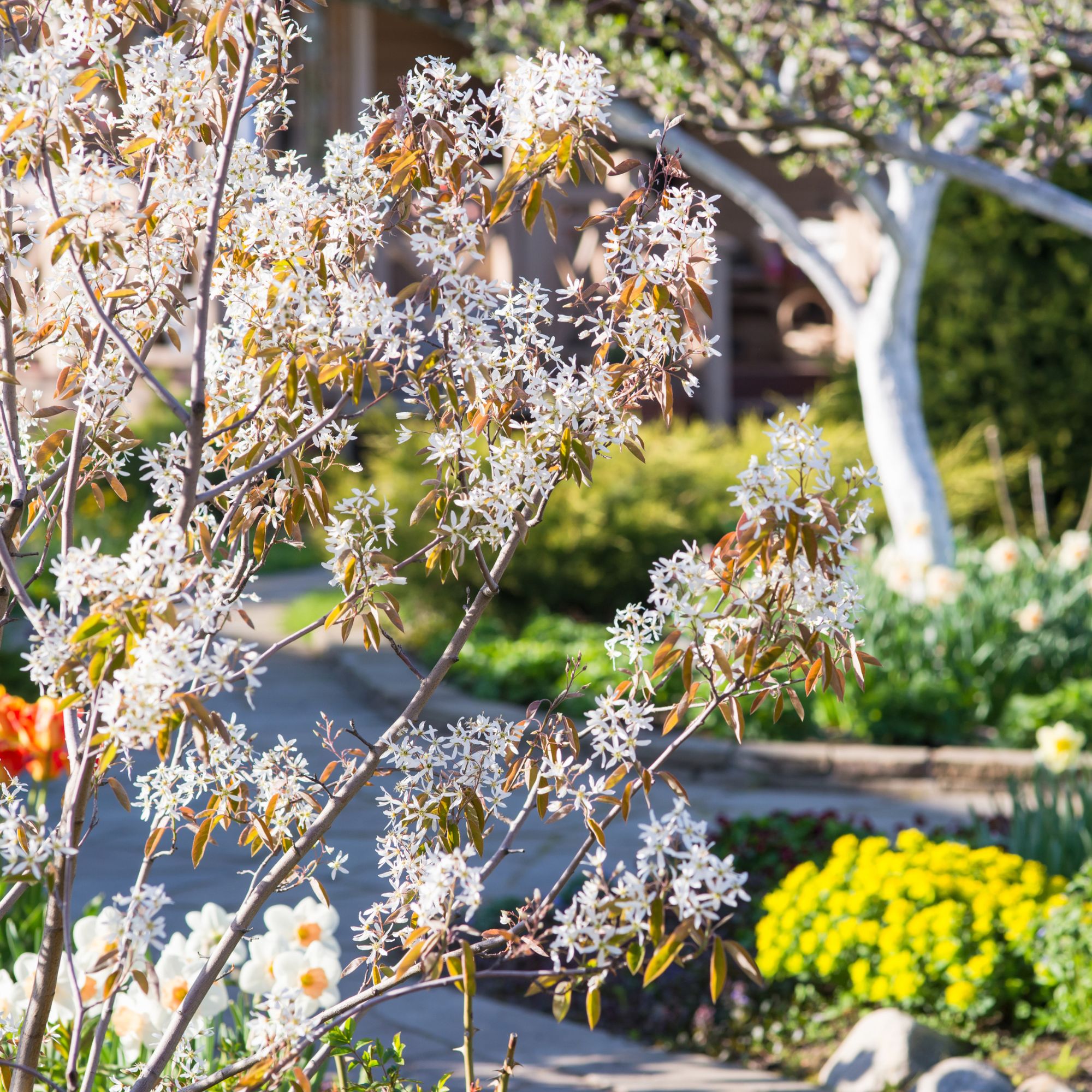 Amelanchier multi-stem tree