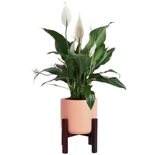 Costa Farms Peace Lily Live Indoor Plant, Elegant Air Purifying Houseplant With Blooming Fresh Flowers, Decor Plant Pot, Birthday, Anniversary, Housewarming, Room Decor, 15-Inches Tall