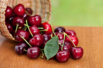 Red Chelan Cherries Spilling Out Of Wooden Basket