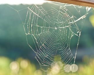 close up of a single open spider web with sunrise dew drops and a completely out of focus background