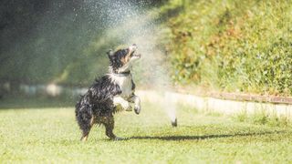 australian shepherd dog playing in sprinkler