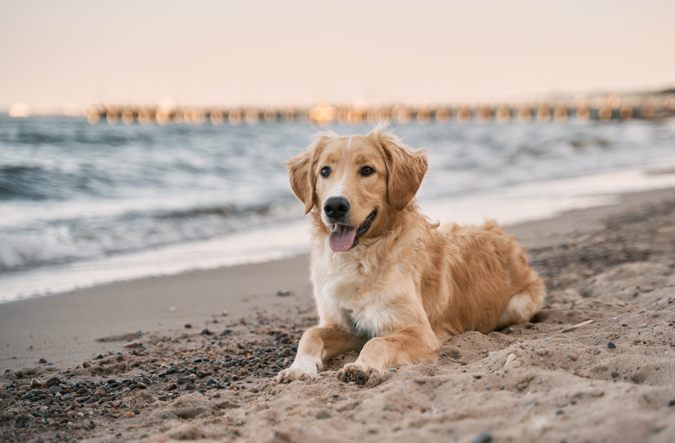 dog on beach