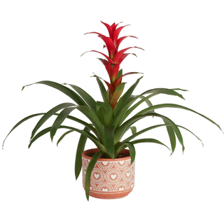 Costa Farms Bromeliad, Flowering Live Indoor Plant in Modern Flower Pot