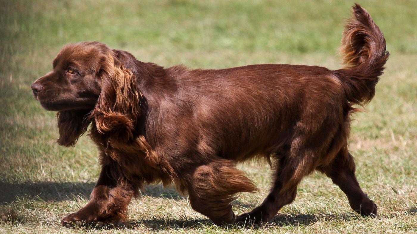 Rare dog breeds: Sussex spaniel on the move