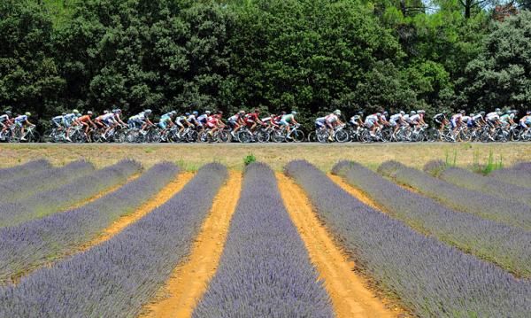 The Tour peloton passes by a field of lavender.