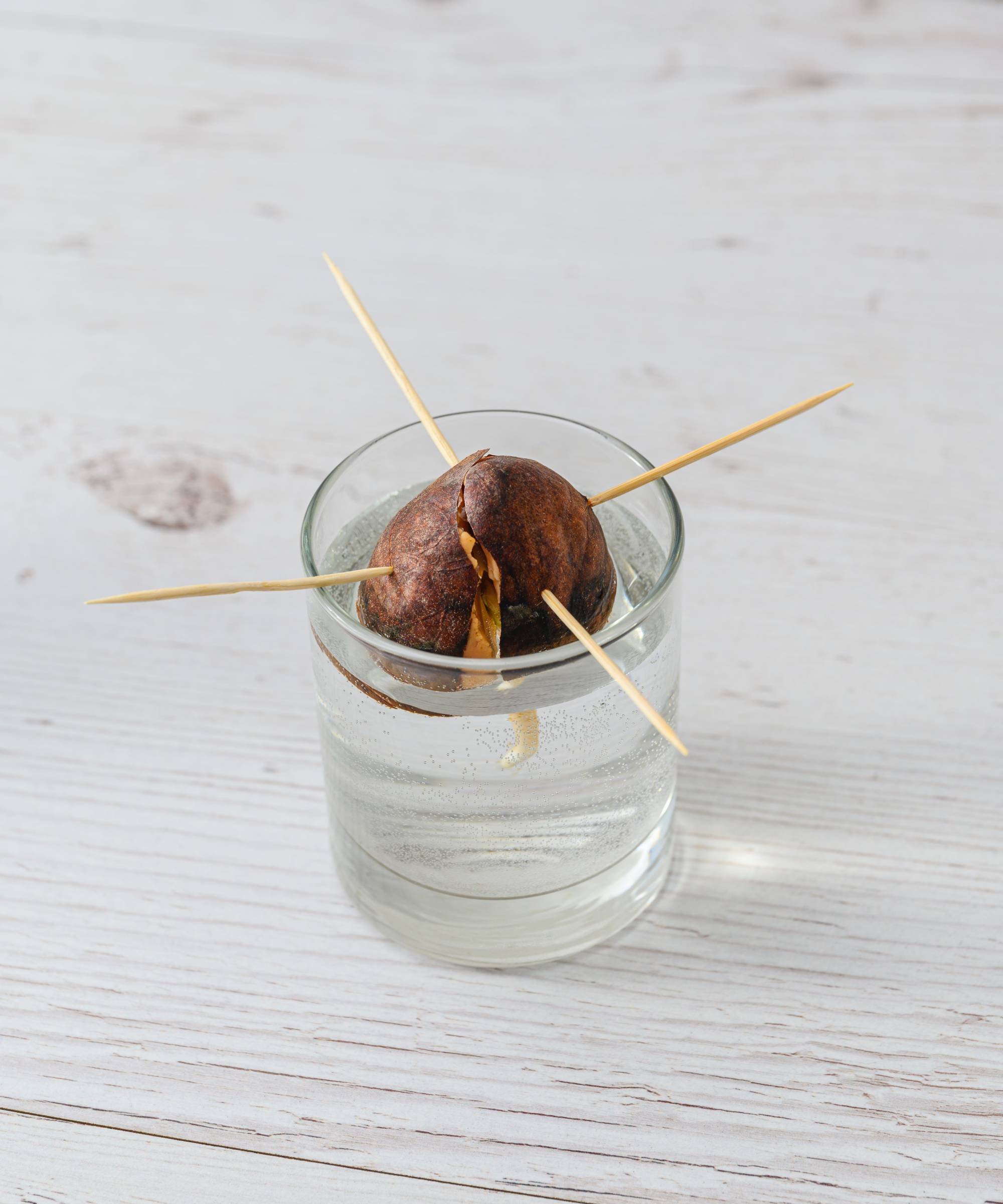 Avocado pit suspended above glass of water for propagation