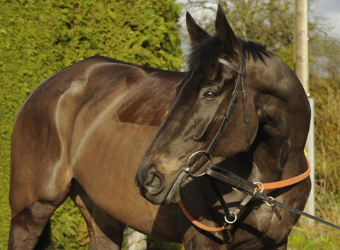 Big Bucks conformation shots - cheltenham preview - 18 02 2014