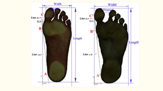 Foot shapes