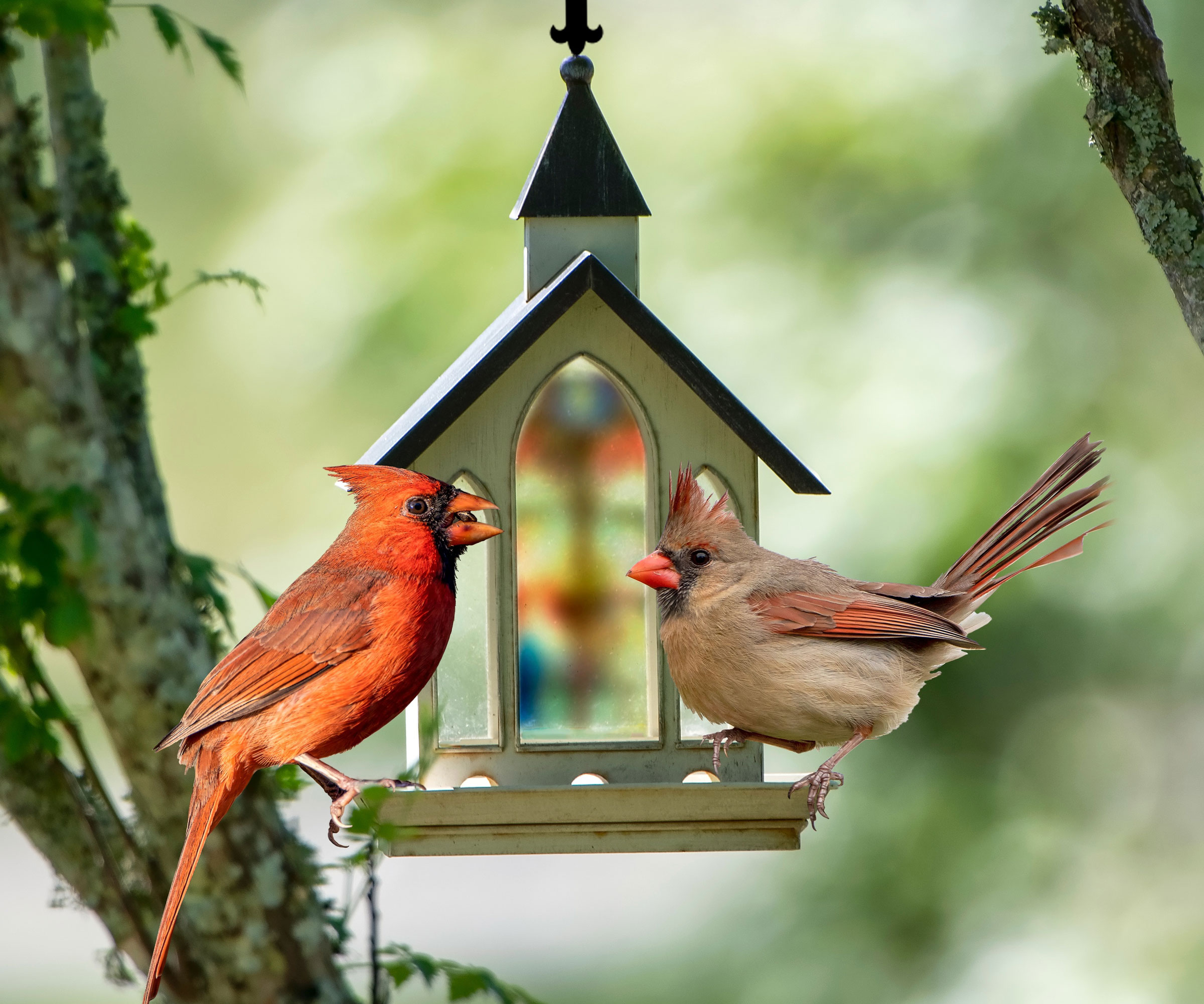 cardinals perched on bird feeder near tree