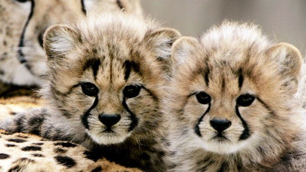 Cheetah cubs