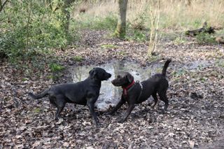 A shot taken with the Canon EOS R6 mirrorless camera. It shows two Labrador dogs playing in the woods.