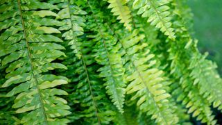 Boston fern houseplant showing healthy fronds
