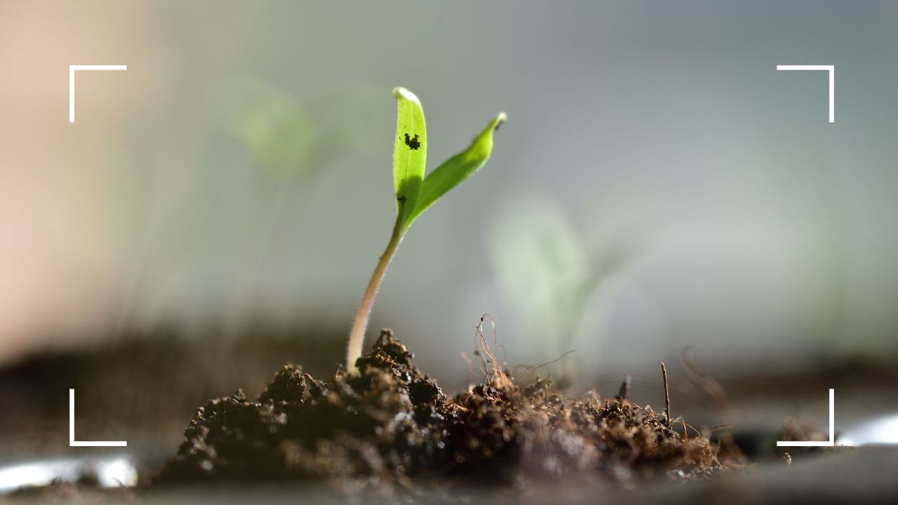 picture of a seedling pushing through the compost to support an expert&#039;s seed spiral trick for smart planting