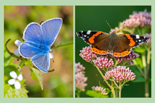 a picture of the Holly Blues butterfly, next to Red Admiral butterfly