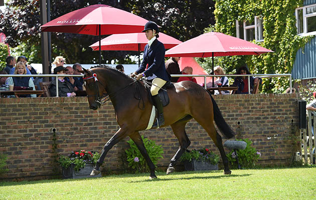 Royal Visit William