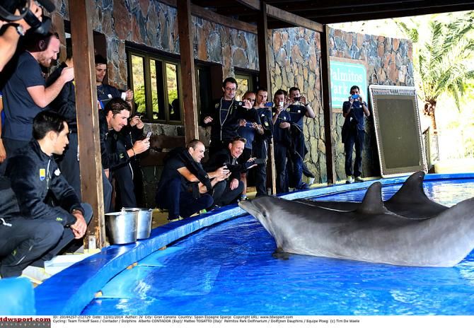 The dolphins wanted in on the event as well