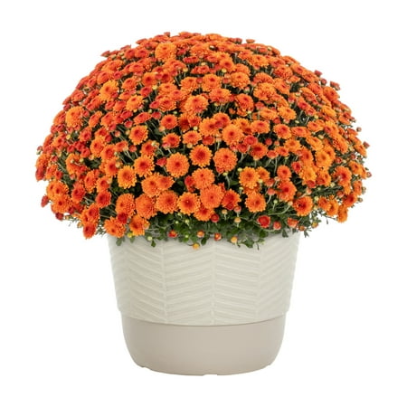 (2 Pack) Better Homes &amp;amp; Gardens 1.5g Orange Mum Live Plant in Decorative Pot