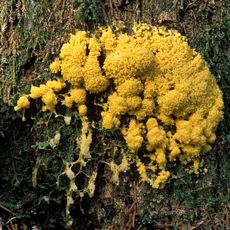 Yellow slime mold on a tree