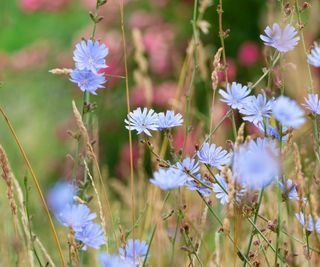 Blue chicory flowers in a field