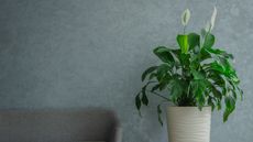 What to do with peace lilies after flowering 