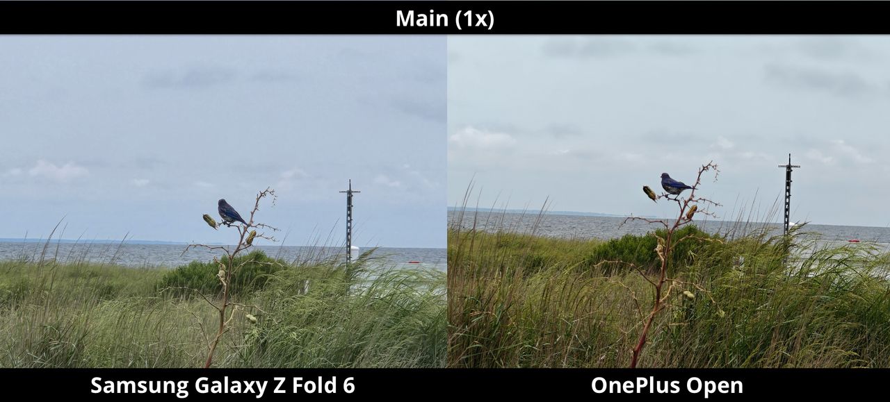 Galaxy Z Fold 6 vs. OnePlus Open - Perched Bird - 1x