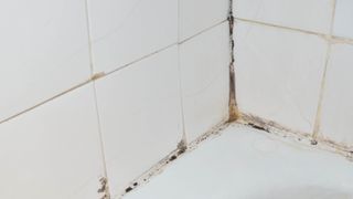 Mold in the grouting of tiles