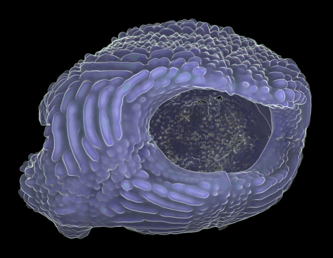 A scanned 400 million-year-old placoderm eye capsule found in Taemas near Canberra.