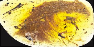 feathered dinosaur tail in amber