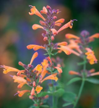 Agastache ‘sandstone’ (arizona Series)